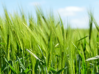 广东揭阳榕城1500平方米工业用地出租